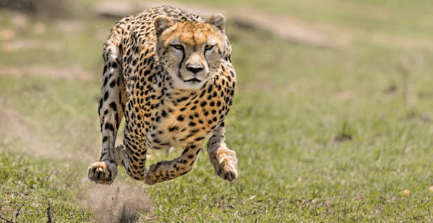 Een jachtluipaard is het perfecte voorbeeld van Lean en Mean